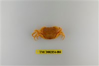 藏品(細足澤蟹)的圖片